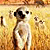 The Meerkats