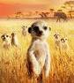 The Meerkats