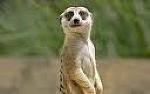 The Meerkats